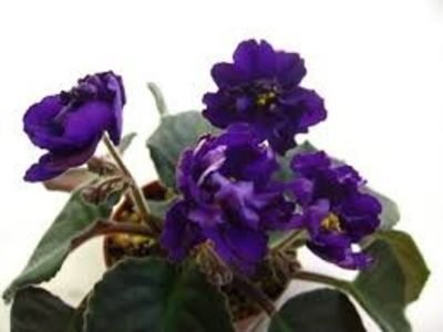 EK Polnoch poza net - ZZ EK Polnoch