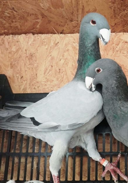 MAS 2015 Ro - Masculi