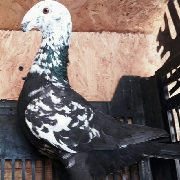 FEM 2010 Ro - Femele