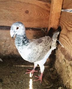 Fem2016 Ro achizitie 2016 vegjoszef - Femele