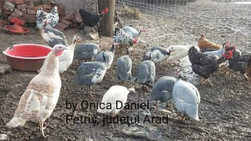  - Bibilici colorate