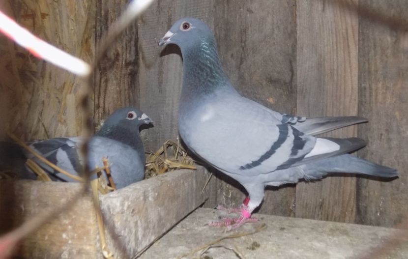  - Nr 6 501 X Pop Ciprian