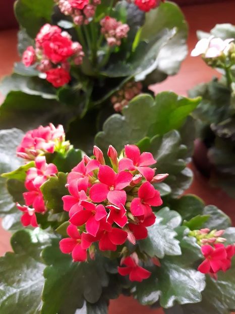 27783615_10204785997167337_1111354696_n - Copie - 2018 - Florile mele