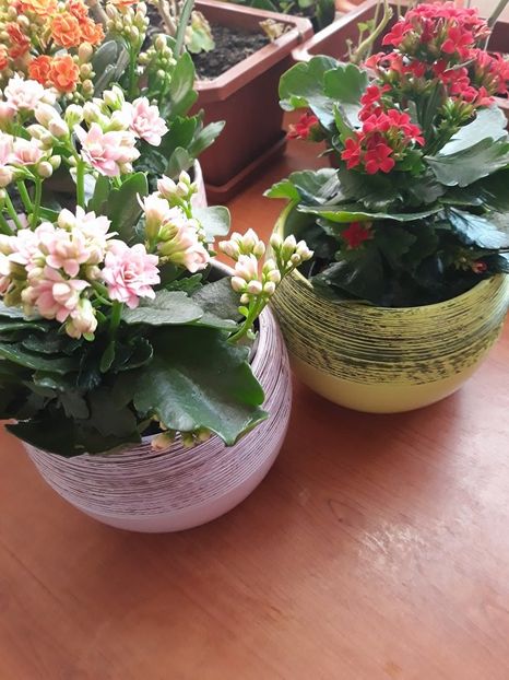 27718638_10204785997127336_1368706805_n - Copie - 2018 - Florile mele