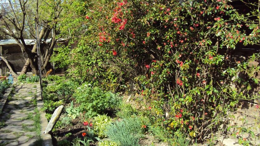  - De toate in gradina 2017