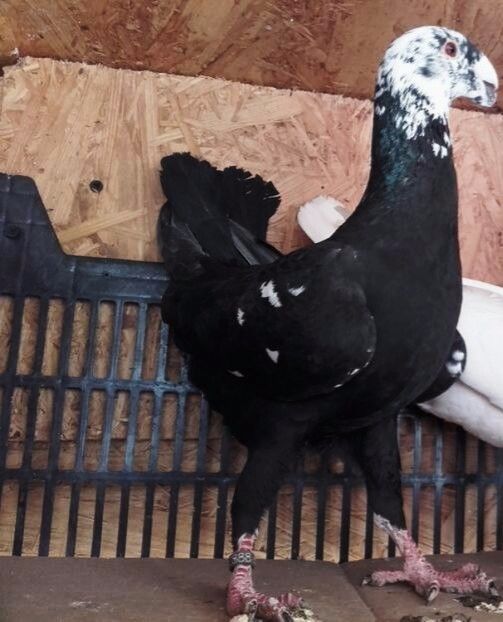 MAS 2014 H - Masculi