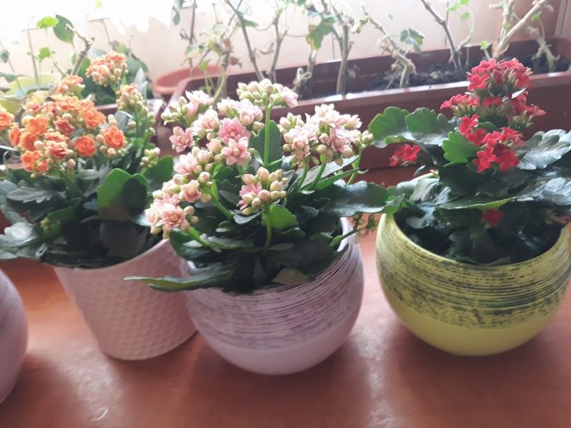  - 2018 - Florile mele