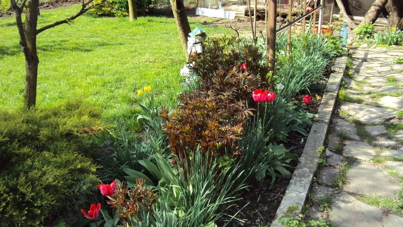  - De toate in gradina 2017