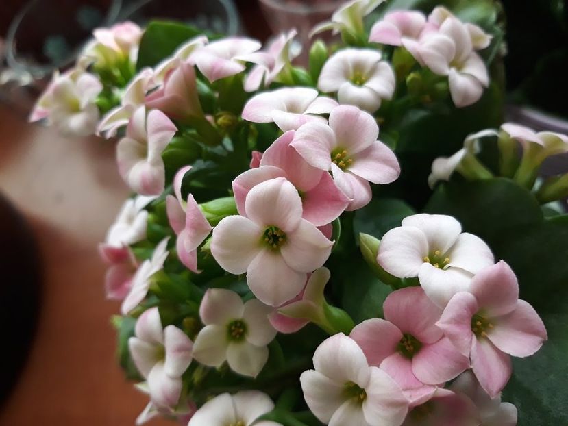  - 2018 - Florile mele