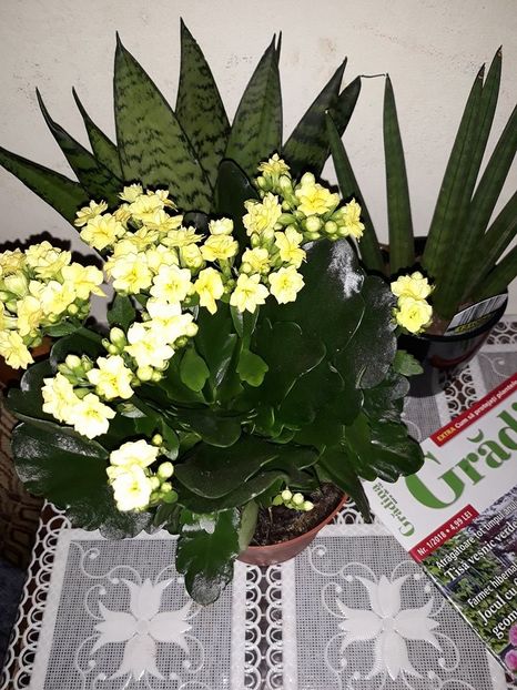  - 2018 - Florile mele