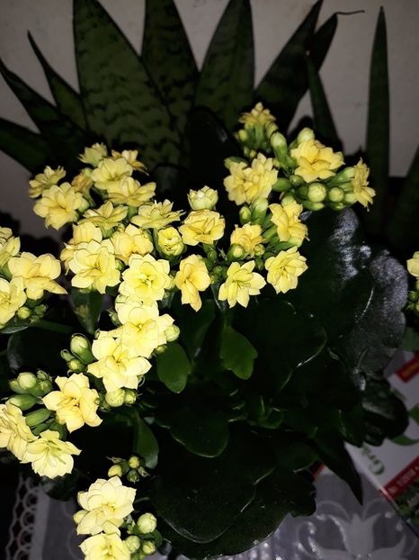  - 2018 - Florile mele