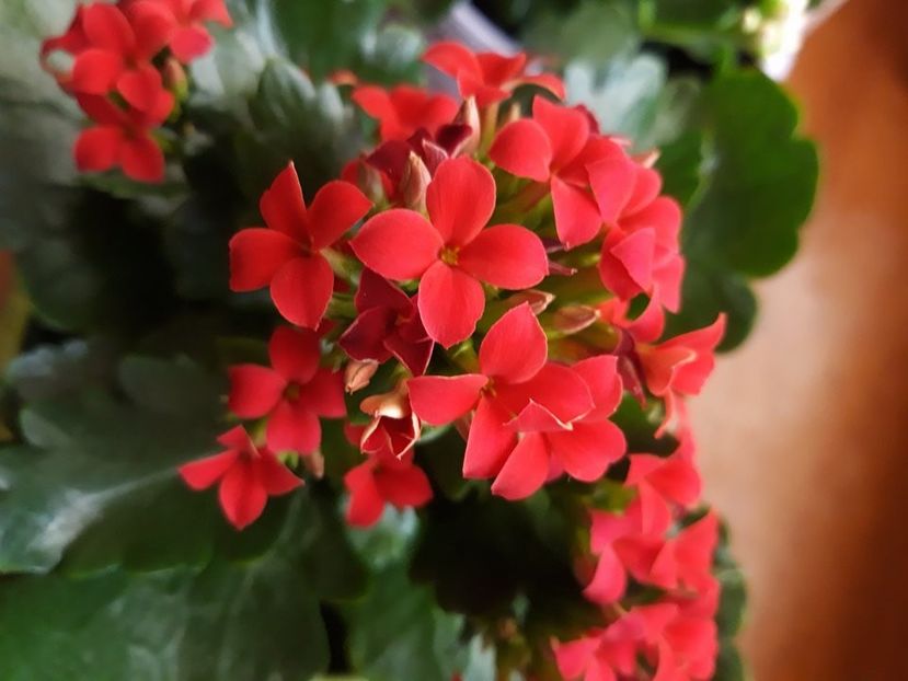  - 2018 - Florile mele