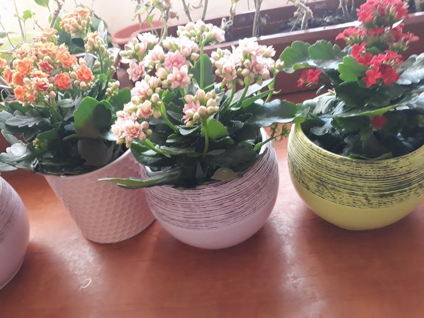  - 2018 - Florile mele