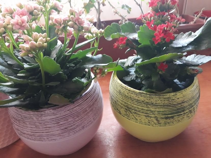  - 2018 - Florile mele