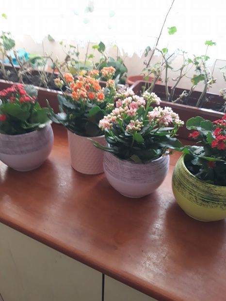  - 2018 - Florile mele