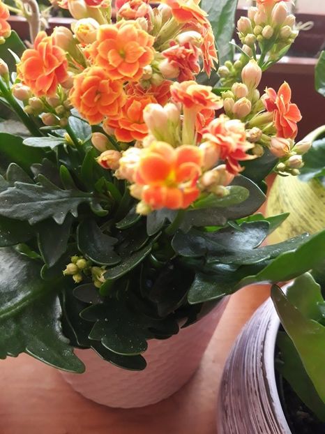  - 2018 - Florile mele