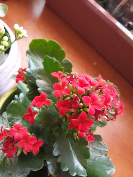  - 2018 - Florile mele