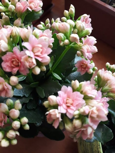  - 2018 - Florile mele