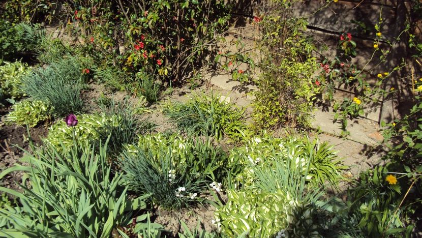  - De toate in gradina 2017