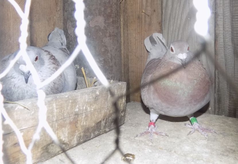  - Nr 10 Argintiu 18 x Moise Dinu