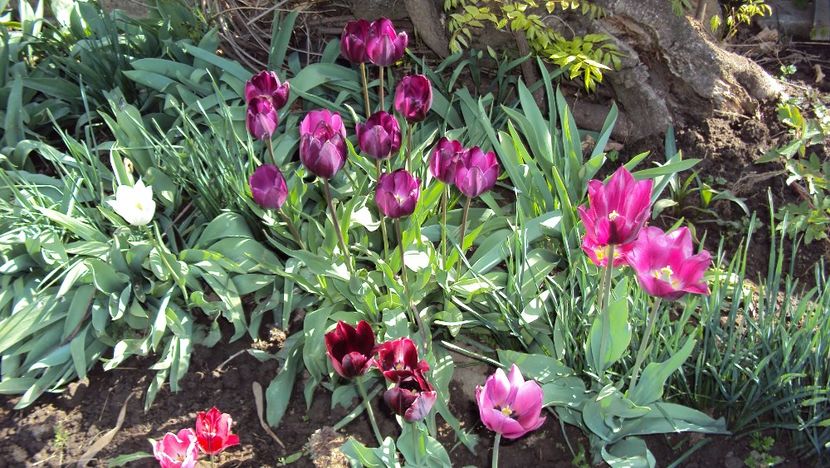  - De toate in gradina 2017