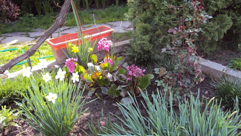  - De toate in gradina 2017