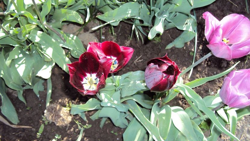  - De toate in gradina 2017