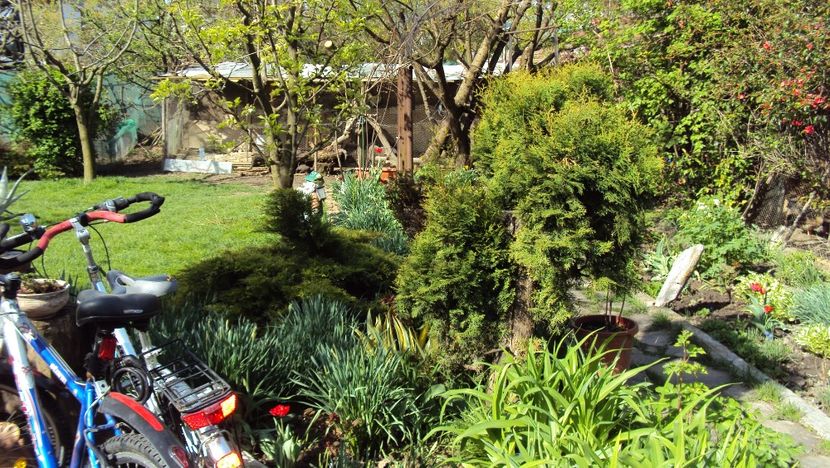  - De toate in gradina 2017