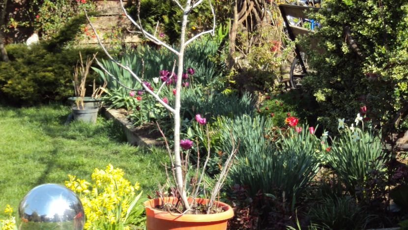  - De toate in gradina 2017