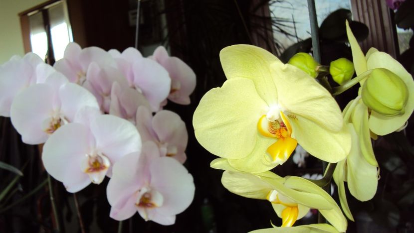  - Orhidee 2017 August