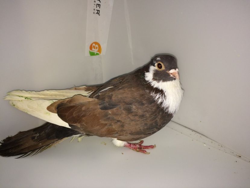 mascul  2017 - Plecați ALBUM 1