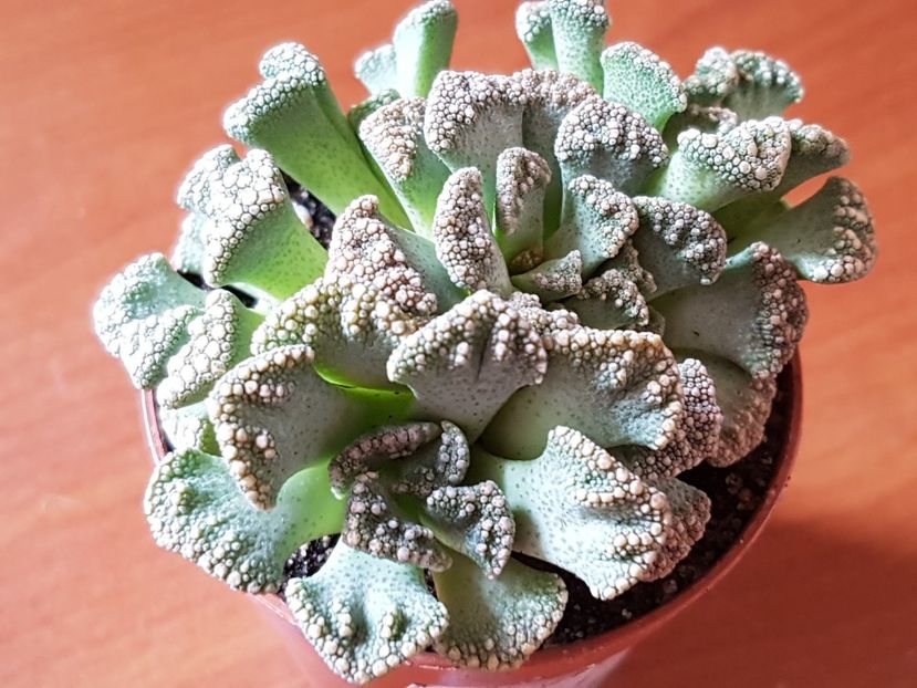 Titanopsis calcarea - Cactusi si plante suculente 2017-2018-2019