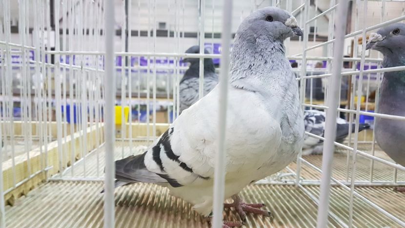  - 0 - Expozitie Otopeni 2-4 febr 2018