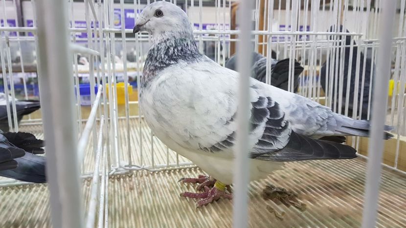  - 0 - Expozitie Otopeni 2-4 febr 2018