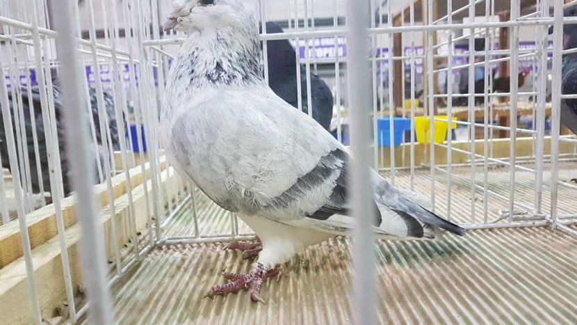  - 0 - Expozitie Otopeni 2-4 febr 2018