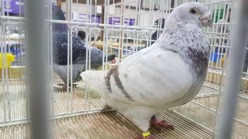  - 0 - Expozitie Otopeni 2-4 febr 2018