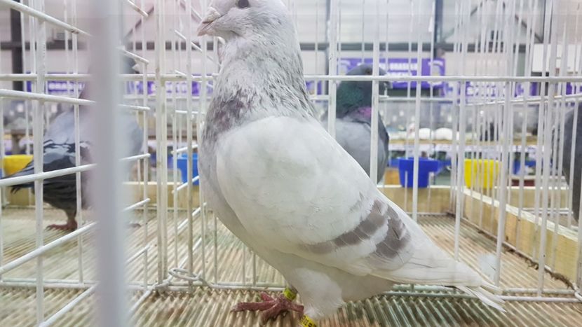  - 0 - Expozitie Otopeni 2-4 febr 2018