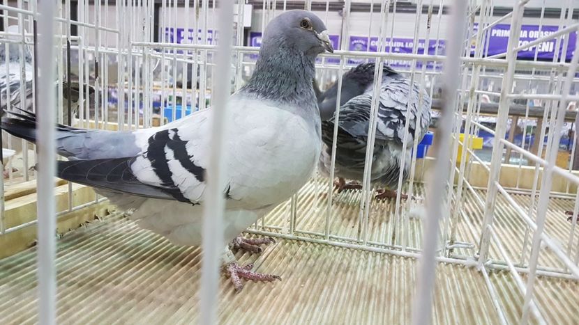  - 0 - Expozitie Otopeni 2-4 febr 2018