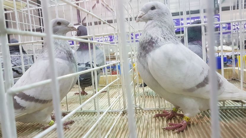  - 0 - Expozitie Otopeni 2-4 febr 2018