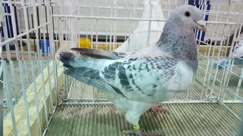  - 0 - Expozitie Otopeni 2-4 febr 2018