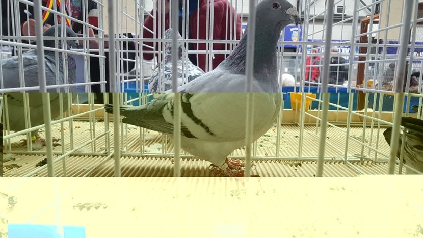  - 0 - Expozitie Otopeni 2-4 febr 2018