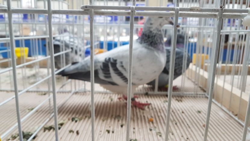  - 0 - Expozitie Otopeni 2-4 febr 2018