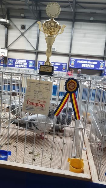  - 0 - Expozitie Otopeni 2-4 febr 2018