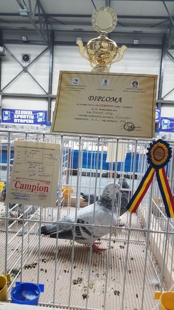  - 0 - Expozitie Otopeni 2-4 febr 2018