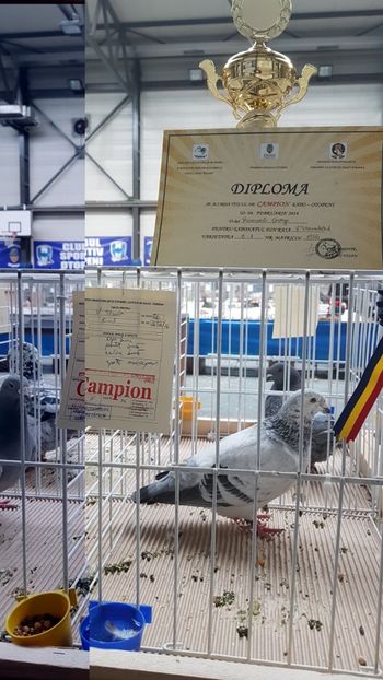  - 0 - Expozitie Otopeni 2-4 febr 2018