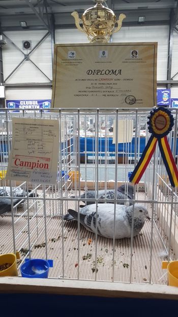  - 0 - Expozitie Otopeni 2-4 febr 2018