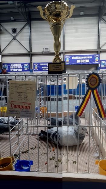  - 0 - Expozitie Otopeni 2-4 febr 2018