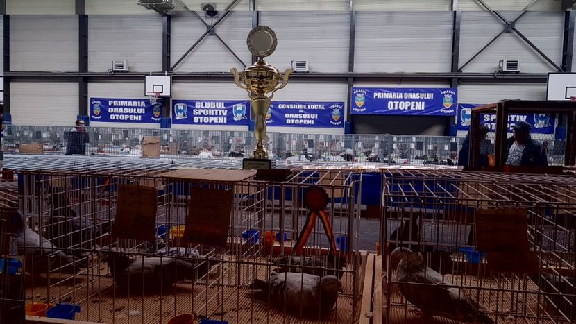  - 0 - Expozitie Otopeni 2-4 febr 2018