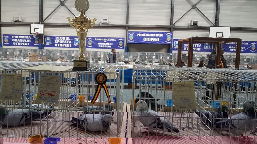  - 0 - Expozitie Otopeni 2-4 febr 2018