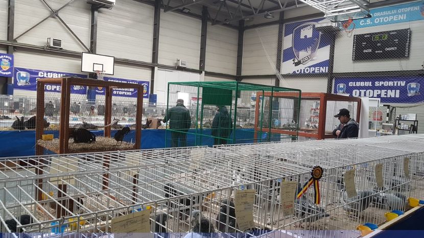  - 0 - Expozitie Otopeni 2-4 febr 2018